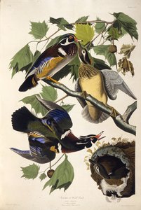 El pato de madera. De Las Aves de América, 1827-1838 de John James Audubon