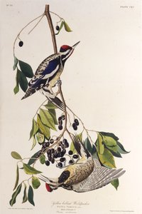 El chupasavia de vientre amarillo. De Las Aves de América, 1827-1838 de John James Audubon