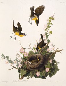 El chat de pecho amarillo. De Las Aves de América, 1827-1838 de John James Audubon