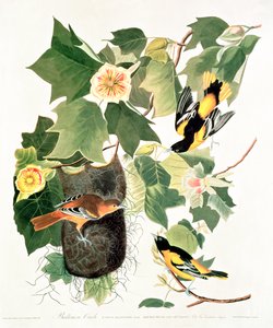 Tulip-Tree: Liriodendron tulipifera, de 