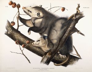 Zarigüeya de Virginia, 1845 de John James Audubon