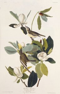 Papamoscas cantor. De Las Aves de América de John James Audubon