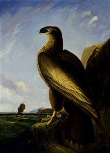 Águila marina de Washington de John James Audubon