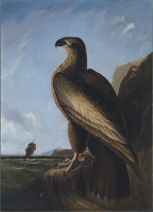 Águila marina de Washington de John James Audubon