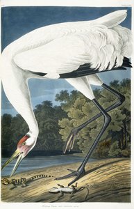 Grulla chillona, macho adulto, 1834 de John James Audubon