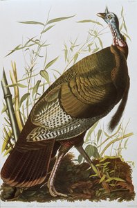 Pavo salvaje, de 