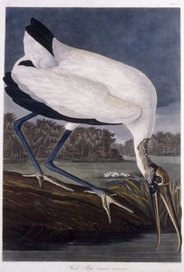 Ibis de madera de John James Audubon