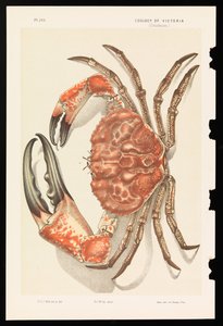 Cangrejo gigante de Tasmania, Pseudocarcinus gigas de John James Wild
