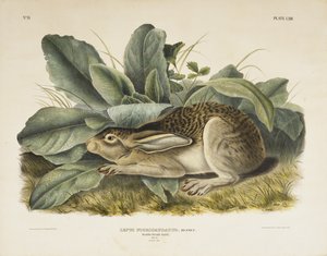 Liebre de cola negra, 1845