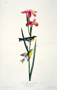 Blue Yellow-back Warbler, de Birds of America, grabado por Robert Havell de John James after Audubon