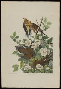 Paloma de Carolina o Tórtola, de Pájaros de América, grabado por Robert Havell (1793-1878) de John James after Audubon