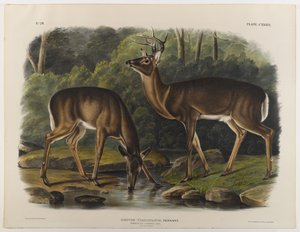 Ciervo común o de Virginia, grabado por John T. Bowen (1801-c.1856) 1848