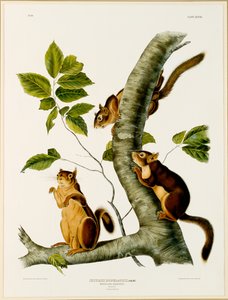 Ardilla Douglas, del folio Los Cuadrúpedos Vivíparos de América del Norte, publicado en 1845, 1844 de John James after Audubon