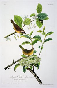 Garganta Amarilla de Maryland, de Pájaros de América, grabado por Robert Havell (1793-1878)