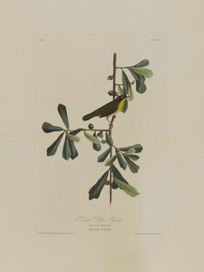 Garganta Amarilla de Roscoe, de Pájaros de América, grabado por Robert Havell (1793-1878) de John James after Audubon
