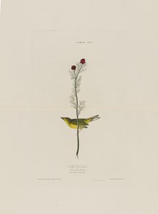 Selbys Fly Catcher, de Birds of America, grabado por Robert Havell de John James after Audubon