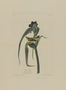 Vireo de Vigers, de Pájaros de América, grabado por Robert Havell (1793-1878) de John James after Audubon