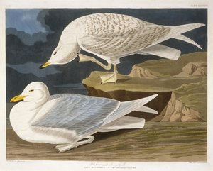 Gaviota Plateada de Alas Blancas, grabado por Robert Havell, Jr. (1793-1878), 1835 (grabado coloreado a mano) de John James after Audubon