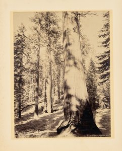 Grandes árboles, Mariposa, California de John K. Hillers