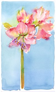 Amarilis con Fondo Aqua de John Keeling