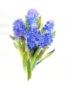 Jacinto Azul
