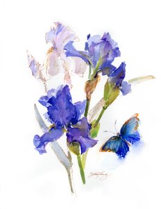 Iris con Mariposa Azul de John Keeling