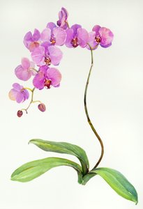 Orquídea Botánica de John Keeling