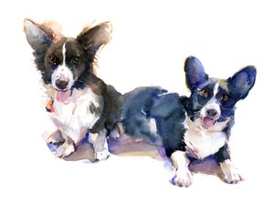Dos Corgis