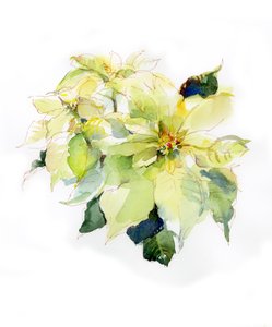 Poinsettia blanca