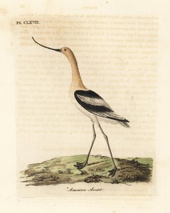 Avoceta americana, Recurvirostra americana. De A General History of Birds, Winchester