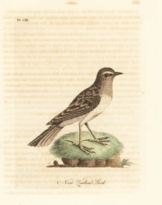 Bisbita australasiático, Anthus novaeseelandiae (Alondra de Nueva Zelanda, Alauda novae zealandiae). De A General History of Birds, Winchester de John Latham