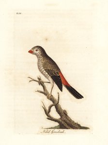Pinzón de fuego hermoso, Stagonopleura bella (Nitid grosbeak, Loxia nitida). Grabado en cobre coloreado a mano dibujado y grabado por John Latham de su propia Historia General de las Aves, Winchester de John Latham