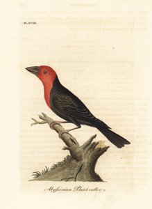 Barbudo de pico negro, Lybius guifsobalito (Cortador de plantas abisinio, Loxia tridactyla). Grabado en cobre coloreado a mano dibujado y grabado por John Latham de su propia Historia General de las Aves, Winchester de John Latham