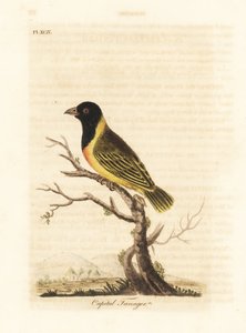 Tejedor de cabeza negra y collar amarillo, Ploceus melanocephalus capitalis (Tangara capital, Tanagra capitalis). Grabado en cobre coloreado a mano dibujado y grabado por John Latham de su propia Historia General de las Aves, Winchester de John Latham