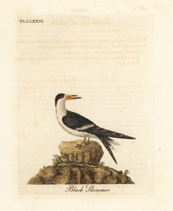 Rayador negro, Rynchops niger (Rhynchops nigra). Grabado en cobre coloreado a mano dibujado y grabado por John Latham de su propia A General History of Birds, Winchester de John Latham