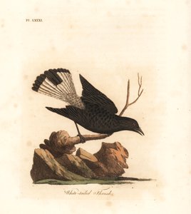 Collalba negra, Oenanthe leucura (Zorzal de cola blanca, Turdus leucurus). De A General History of Birds, Winchester