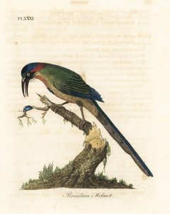 Momoto coronado azul, Momotus momota (Momoto brasileño, Momotus brasiliensis). Grabado en cobre coloreado a mano dibujado y grabado por John Latham de su propia Historia General de las Aves, Winchester de John Latham