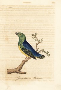 Clorofonia de nuca azul, Chlorophonia cyanea (Saltarín de cabeza verde, nativo de Sudamérica). Grabado en cobre coloreado a mano dibujado y grabado por John Latham de su propia A General History of Birds, Winchester