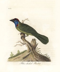 Barbudo de garganta azul o de montaña, Psilopogon asiaticus. (Barbudo de mejillas azules, Trogon asiaticus). De A General History of Birds, Winchester de John Latham