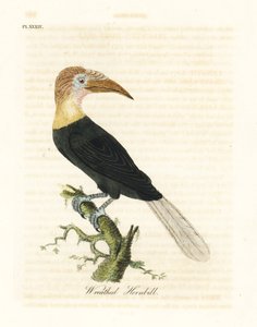 Cálao de Blyth o de Papúa, Rhyticeros plicatus. Grabado a mano en cobre por John Latham de su propia A General History of Birds, Winchester de John Latham