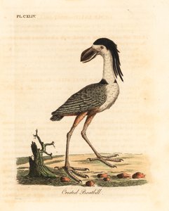 Garcita cucharona, Cochlearius cochlearius (Cucharón crestado o cucharón ceniciento, Cancroma cochlearia). De A General History of Birds, Winchester de John Latham