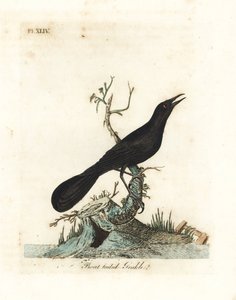 Zanate de cola de bote, Quiscalus major (Zanate de cola de bote, Gracula barita). Grabado en cobre coloreado a mano dibujado y grabado por John Latham de su propia Historia General de las Aves, Winchester de John Latham