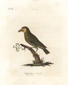 Barbudo de cabeza marrón, Megalaima zeylanica. Grabado a mano coloreado por John Latham de su propia A General History of Birds, Winchester de John Latham