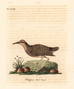 Rascón filipino, Gallirallus philippensis (Rascón filipino, Rallus philippensis). De A General History of Birds, Winchester de John Latham