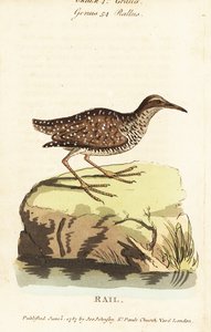 Rascón de banda buff, Gallirallus philippensis de John Latham
