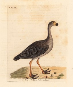 Ganso de Cape Barren, Cereopsis novae hollandiae. Grabado a mano coloreado por John Latham de su propia Historia General de las Aves, Winchester de John Latham