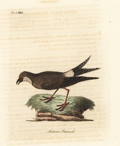 Canastera común, Glareola pratincola. Grabado a mano coloreado por John Latham de su propia Historia General de las Aves, Winchester de John Latham