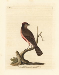 Pardillo común, Carduelis flammea (Pinzón de corona carmesí, Fringilla flammea). Grabado en cobre coloreado a mano dibujado y grabado por John Latham de su propia Historia General de las Aves, Winchester de John Latham