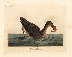 Cormorán usado para la pesca en Asia, quizás un cormorán grande, Phalacrocorax carbo, o cormorán japonés, Phalacrocorax capillatus. (Buzo chino, Colymbus sinensis). De A General History of Birds, Winchester