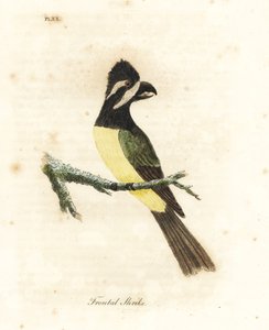 Shrikepetit crestado, Falcunculus frontatus. Grabado a mano coloreado por John Latham de su propia Historia General de las Aves, Winchester de John Latham